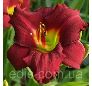 Лілейник Pardon Me Лілейник Pardon Me