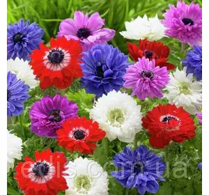 Анемона корончаста колекція 10 сортов 20 бульб/уп. Анемона корончаста колекція 10 сортов 20 бульб/уп.
