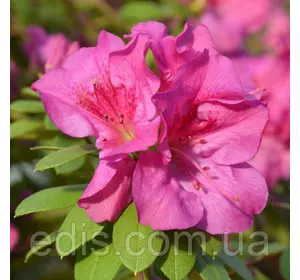 Рододендрон Fumiko (азалія японська) в контейнері Рододендрон Fumiko (азалія японська) в контейнері