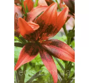 Лілія азіатська Pixels Orange (Пікселс Оранж) 1 цибулина 12/14 Лілія азіатська Pixels Orange (Пікселс Оранж) 1 цибулина 12/14