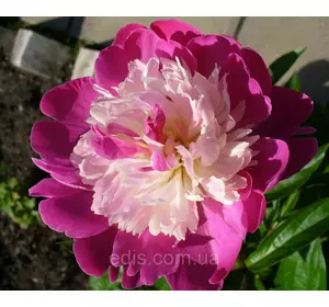 Півонія Gay Paree (Гай Парі) кореневище Півонія Gay Paree (Гай Парі) кореневище