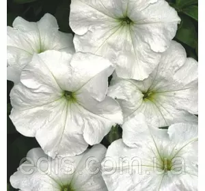 Петунія крупноквіткова Анжеліка F1, 10 насінин-драже в колбі, серія PREMIUM ТМ Яскрава Петунія крупноквіткова Анжеліка F1, 10 насінин-драже в колбі, серія PREMIUM ТМ Яскрава