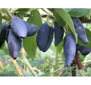 Жимолость Блакитне Веретено (рання) Жимолость Блакитне Веретено (рання)