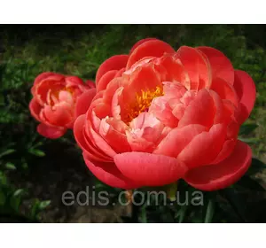 Півонія Coral Charm (Корал Чарм) кореневище Півонія Coral Charm (Корал Чарм) кореневище