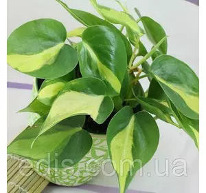 Філодендрон Бразилія Кімнатна рослина ліана Філодендрон Бразилія Кімнатна рослина ліана