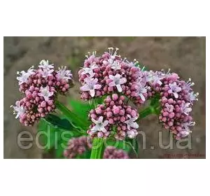 Валеріана лікарська 0,1 г, насіння Яскрава Валеріана лікарська 0,1 г, насіння Яскрава