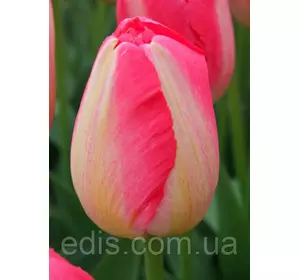 Тюльпан Тріумф Judith Leyster (Жудіт Лестер), 3 цибулини Тюльпан Тріумф Judith Leyster (Жудіт Лестер), 3 цибулини