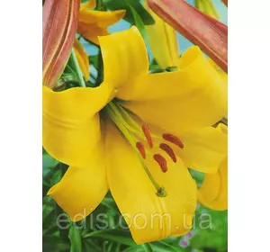 Лілія LO гібрид Deliana (Делиана) 1 цибулина 12/14 Лілія LO гібрид Deliana (Делиана) 1 цибулина 12/14