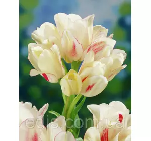 Тюльпан мультіфлора Candy club (Кенді Клаб) 3 цибулинки Тюльпан мультіфлора Candy club (Кенді Клаб) 3 цибулинки