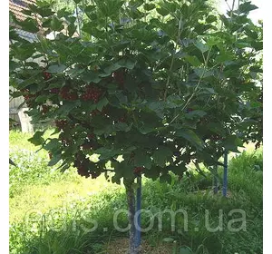 Смородина на штамбі Ювілейна Копаня Смородина на штамбі Ювілейна Копаня