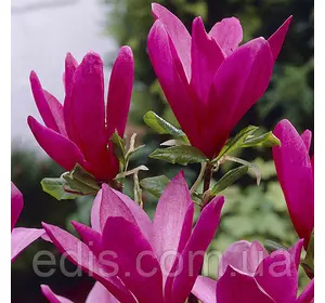 Магнолія Susan у контейнері Магнолія Susan у контейнері