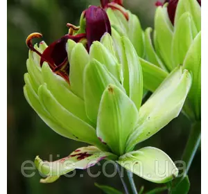 Лілія азіатська махарова Mistery Dream (Містері Дрім) калібр цибулини 14/16 Лілія азіатська махарова Mistery Dream (Містері Дрім) калібр цибулини 14/16