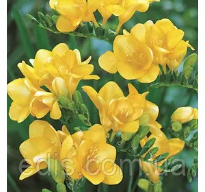 Фрезія махрова жовта 5 цибулин Фрезія махрова жовта 5 цибулин