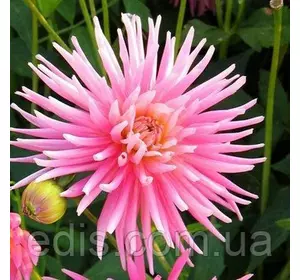 Жоржина Кактусова Princess Park Жоржина Кактусова Princess Park