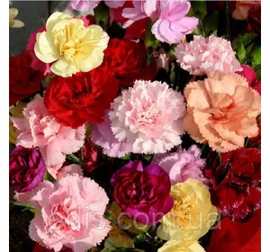 Гвоздика Шабо одноколірна суміш 0,2 г, насіння Яскрава Гвоздика Шабо одноколірна суміш 0,2 г, насіння Яскрава