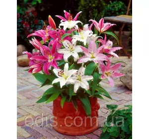 Лілії низькорослі суміш 5 шт./уп. Лілії низькорослі суміш 5 шт./уп.