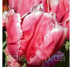 Тюльпан папуговий Destiny 3 цибулинки Тюльпан папуговий Destiny 3 цибулинки