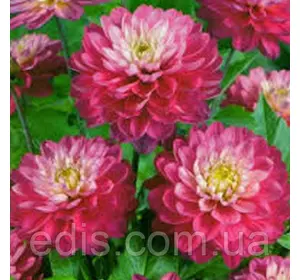 Жоржина низькоросла Melody Lizza Жоржина низькоросла Melody Lizza