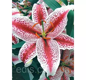 Лілія орієнтальна тигрова Tigerwoods (Тайгервудс) 1 цибулина 12/14 Лілія орієнтальна тигрова Tigerwoods (Тайгервудс) 1 цибулина 12/14