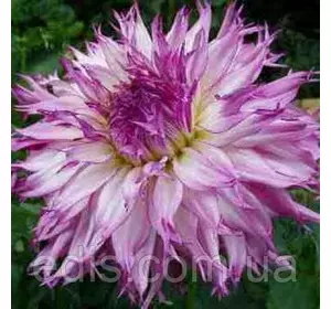 Жоржина Фимбриата Snoho Diane Жоржина Фимбриата Snoho Diane