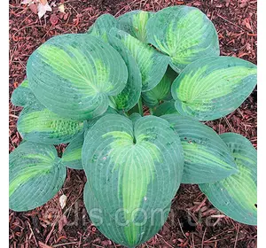 Хоста Blue Shadows кореневище Хоста Blue Shadows кореневище