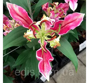 Лілія орієнтальна Parrot Pink Cariba 1 цибулина 12/14 Лілія орієнтальна Parrot Pink Cariba 1 цибулина 12/14