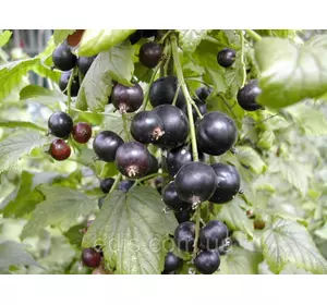 Смородина чорна Оджебин (середньостигла) Смородина чорна Оджебин (середньостигла)