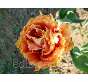 Тюльпан махровий оторочений Sensual Touch (Сеншуал Тач), 3 цибулини Тюльпан махровий оторочений Sensual Touch (Сеншуал Тач), 3 цибулини