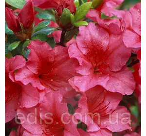 Рододендрон Arabesk (азалія японська) в контейнері Рододендрон Arabesk (азалія японська) в контейнері