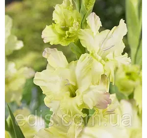 Гладіолус Alicia 3 шт./уп., великоквітковий Гладіолус Alicia 3 шт./уп., великоквітковий