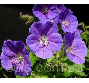 Садова Герань гімалайська Gravetye у контейнері Садова Герань гімалайська Gravetye у контейнері