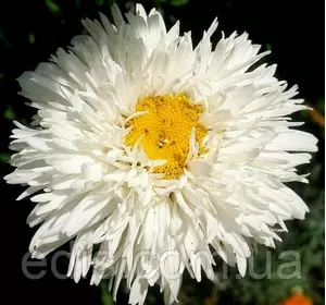 Королицю (ромашка садова) Crazy Daisy (Крейзі Дейзі) Королицю (ромашка садова) Crazy Daisy (Крейзі Дейзі)