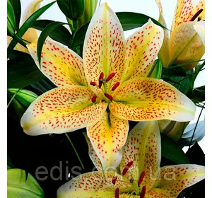 Лілія орієнтальна тигрова Tigermoon 1 цибулина 12/14 Лілія орієнтальна тигрова Tigermoon 1 цибулина 12/14