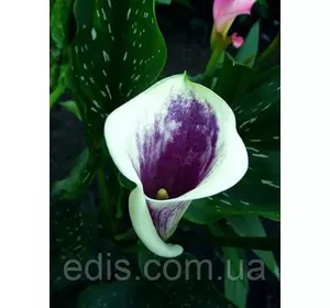 Калла Picasso (Пікассо) 1 бульба 12/14 Калла Picasso (Пікассо) 1 бульба 12/14