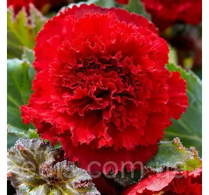 Бегонія бульбова Фімбріата Яскраво Червона, 1 бульба Бегонія бульбова Фімбріата Яскраво Червона, 1 бульба