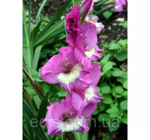 Гладіолус Rhapsody in Blue 3 шт./уп., великоквітковий Гладіолус Rhapsody in Blue 3 шт./уп., великоквітковий