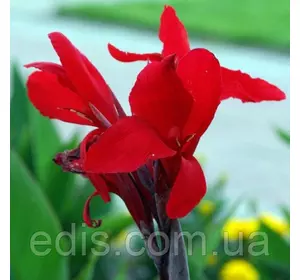 Канна низькоросла Cherry Red Канна низькоросла Cherry Red