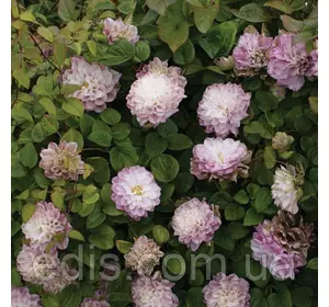 Клематис Dancing Smile (Дансінг Смайл) Клематис Dancing Smile (Дансінг Смайл)