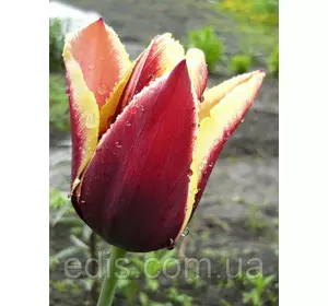 Тюльпан Тріумф Gavota (Гавота) 3 цибулини Тюльпан Тріумф Gavota (Гавота) 3 цибулини