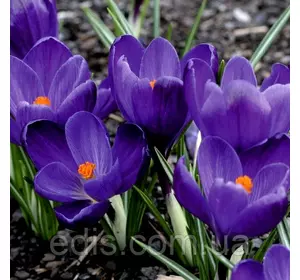 Крокус Великоквітковий Flower Record 5 цибулин Крокус Великоквітковий Flower Record 5 цибулин