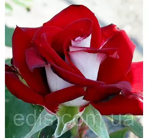 Троянда Альянсу ( Alliance ) чайно-гібридна Троянда Альянсу ( Alliance ) чайно-гібридна