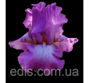 Ірис високий бородатий Lorilee (Лорілі) Ірис високий бородатий Lorilee (Лорілі)