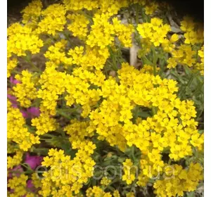 Аліссум скельний жовтий 0,2 г насіння Яскрава Аліссум скельний жовтий 0,2 г насіння Яскрава