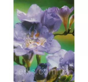 Фрезія махрова блакитна 5 цибулин Фрезія махрова блакитна 5 цибулин