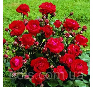 Троянда бордюрна Червона Троянда бордюрна Червона