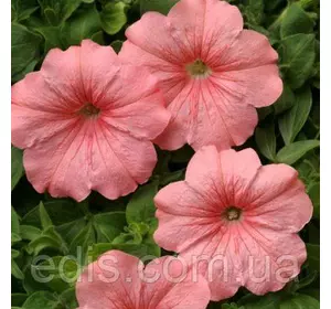 Сурфінія Салмон Шейдс Вельвет F1, 10 насінин-драже, Яскрава PREMIUM Сурфінія Салмон Шейдс Вельвет F1, 10 насінин-драже, Яскрава PREMIUM