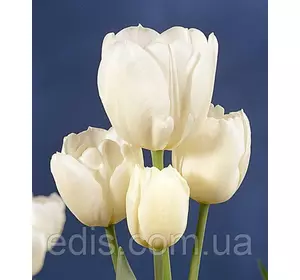 Тюльпан Тріумф Weisse Berliner (Вайсе Беліна) 3 цибулини Тюльпан Тріумф Weisse Berliner (Вайсе Беліна) 3 цибулини