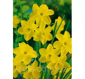 Нарцис Мініатюрний Threvitian 10/12 1 цибулина Нарцис Мініатюрний Threvitian 10/12 1 цибулина