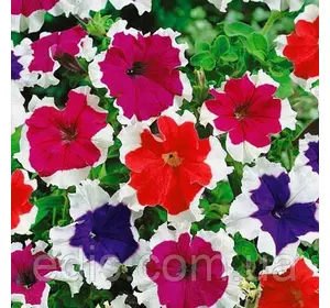 Петунія звисаюча Пікоті суміш, 0.005 г насіння Яскрава Петунія звисаюча Пікоті суміш, 0.005 г насіння Яскрава