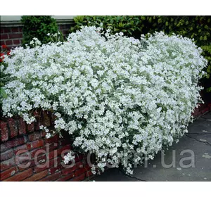 Роговик (ясколка) повстяний Сніговий килим, саджанець, Р9 Роговик (ясколка) повстяний Сніговий килим, саджанець, Р9